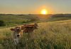 Farm fresh LIVING