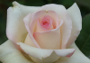 Back to school … for top class roses