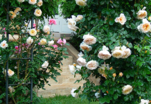 Romancing the garden