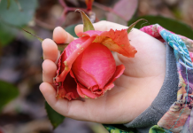 Roses with children at heart