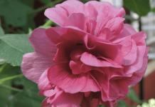 Indigenous beauties for pollinators