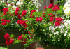 Refreshing container roses