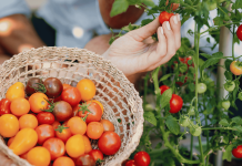 Start your tomatoes now for a bumper summer!