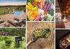 Farm to table safari