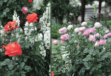Spring rose tips for a hot Summer!