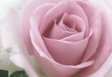 Reset and smell the roses