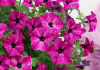 Lifestyle petunias