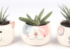 Gift plants for Christmas!