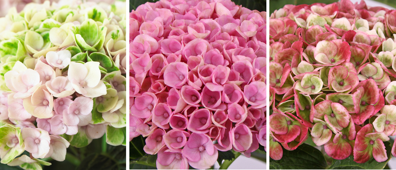 The changing colours of hydrangeas - Get it Highway & Berea
