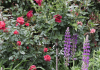 Rose garden artistry