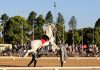 Dancing white horses captivate Shongweni