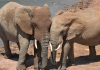 Study reveals elephants call each other by name