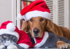Share the holiday cheer with your pet and win a festive hamper!