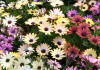 Spring flower power