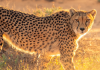 Hope for cheetah conservation in Limpopo