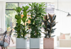 Trees indoors? 5 good reasons why the answer is yes!