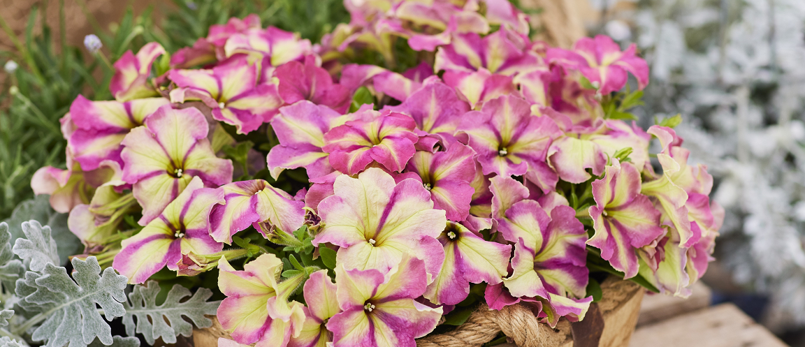 Make a splash with autumn petunias - Get It Joburg South / East
