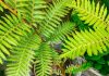 Flourishing Ferns: Cultivating resilient greenery in South African gardens