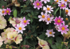 Beautiful and bullet proof plants