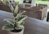 This indoor plant is a keeper!