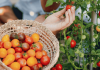 Start your tomatoes now for a bumper summer!