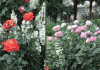 Spring rose tips for a hot Summer!