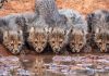 Wine in the Wilderness … cheetahs and cultivars