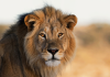Game drive tips to see more animals