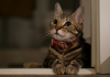 5 reasons why eco-friendly cat litter is better for your cat, and you
