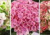 The changing colours of hydrangeas