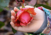 Roses with children at heart