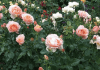 Rose pruning without fear!