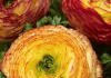 Winter garden tasks to keep you warm