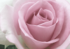 Reset and smell the roses