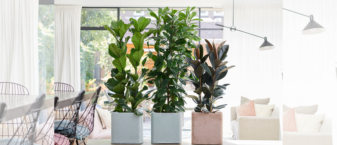 Inside Home Tree Trees indoors? 5 good reasons why the answer is yes! - Get It Magazine