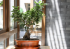 Japandi style with indoor plants