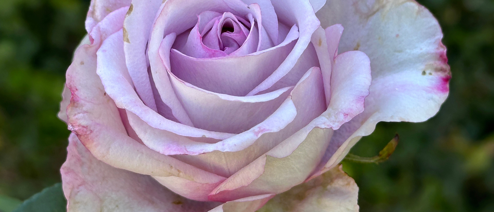 Roses with a soft touch - Get It Magazine