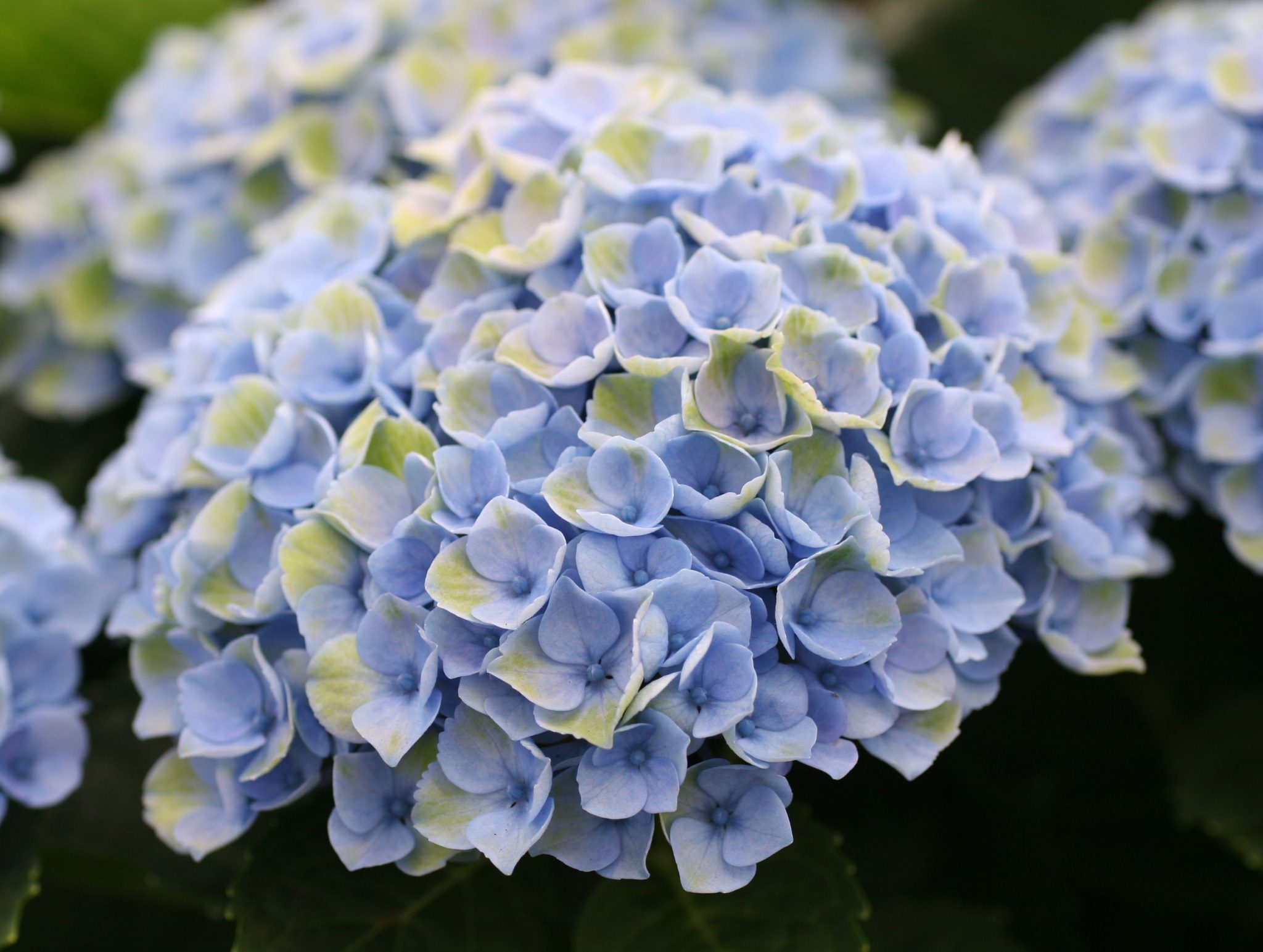The changing colours of hydrangeas - Get It Magazine