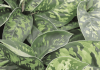 Collectable tropical plants